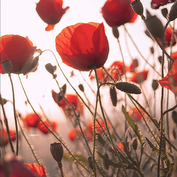 Meet your Posher, Lyn - Picture 1 of 1